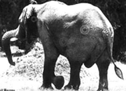 Why is it difficult to see elephants confirm?