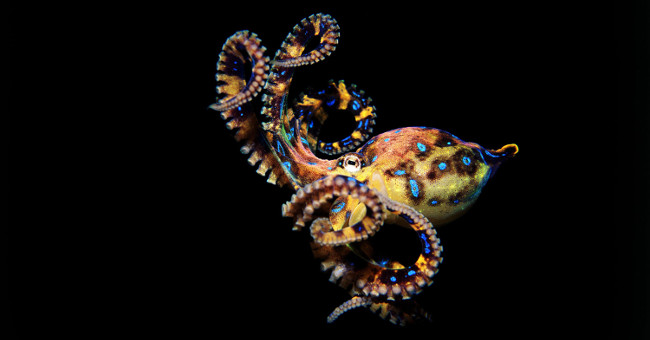 Why is octopus blood green?