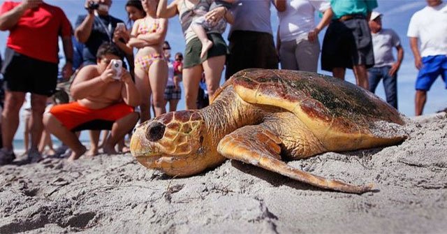 Why is plastic a deadly attraction to sea turtles?