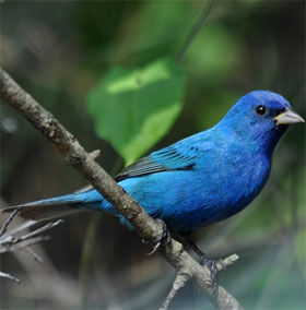 Why is precious bird feather green?
