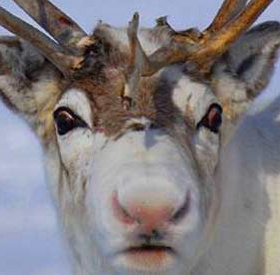 Why is Santa's reindeer nose red?