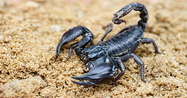 Why is scorpion venom so poisonous?