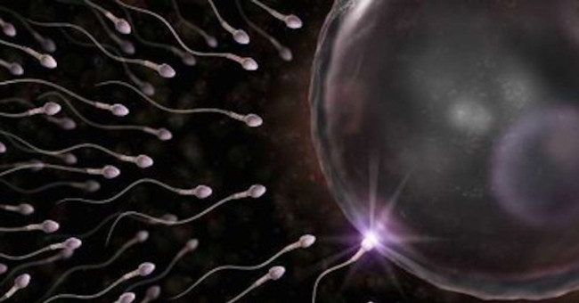 Why is sperm dysfunction?