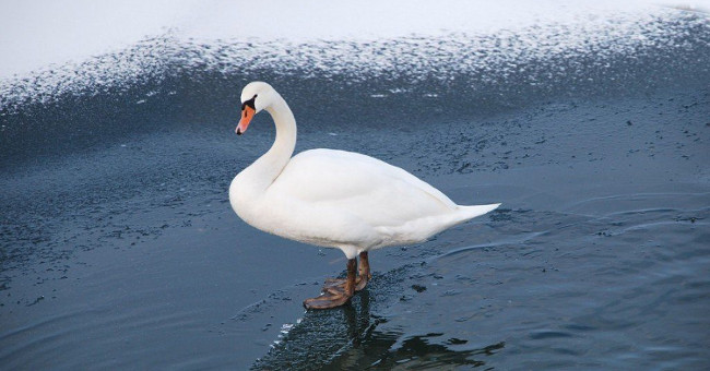 Why is the bird's feet not frozen in winter?