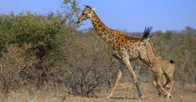 Why is the Giraffe not dizzy?