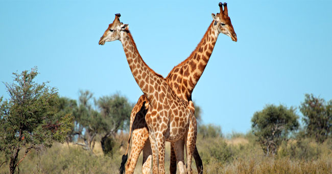 Why is the giraffe's neck long?  The reason you are so surprised