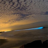 Why is the night sea glimmering with strange lights?