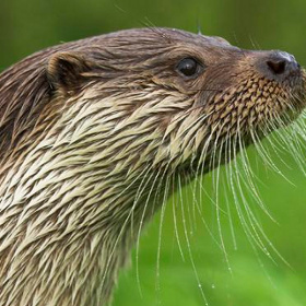 Why is the 'otter' male otter smaller and smaller?