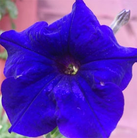 Why is the petunia flower green?