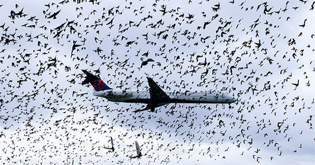 Why is the plane most afraid of hitting a bird?