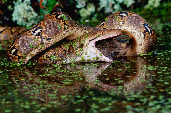 Why is the python heart twice its size?