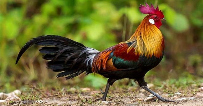 Why is the rooster not deaf by its own crowing?