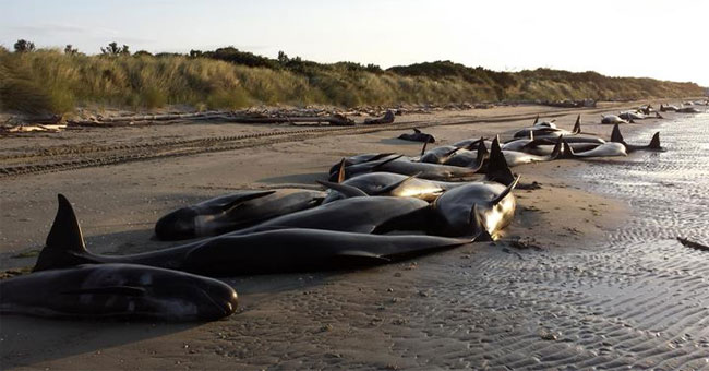 Why is the size of the sea creature 'terrible' flooding?
