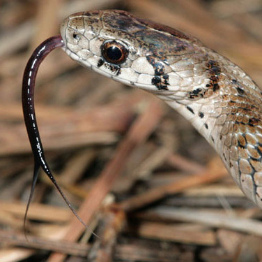Why is the snake tongue branching?