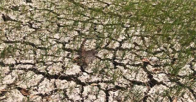 Why is the West salinity drought so harsh this year?