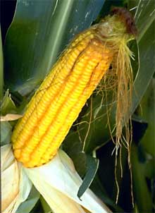 Why is there in the tops of the corn?