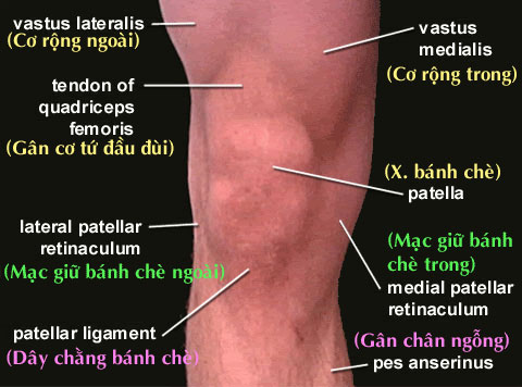 Why is there no kneecap at the elbow?