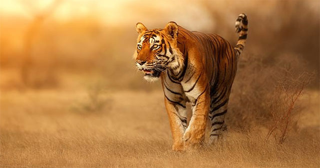 Why is tiger fur extremely orange red and still a god of green forest?