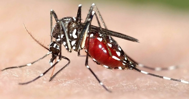Why is Zika capable of spreading rapidly in Vietnam?