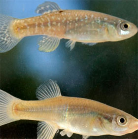 Why killifish thrives in polluted environments