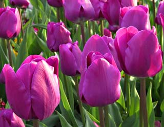 Why know spring flowers?
