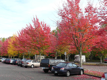 Why leaves are red in autumn