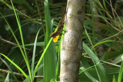 Why lizards 'anti-push'?