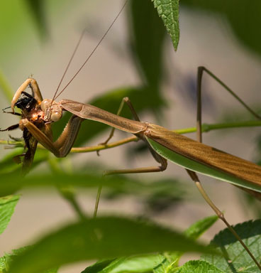 Why mantis female sexual cannibalism?