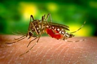 Why mosquitoes buzzing ears?