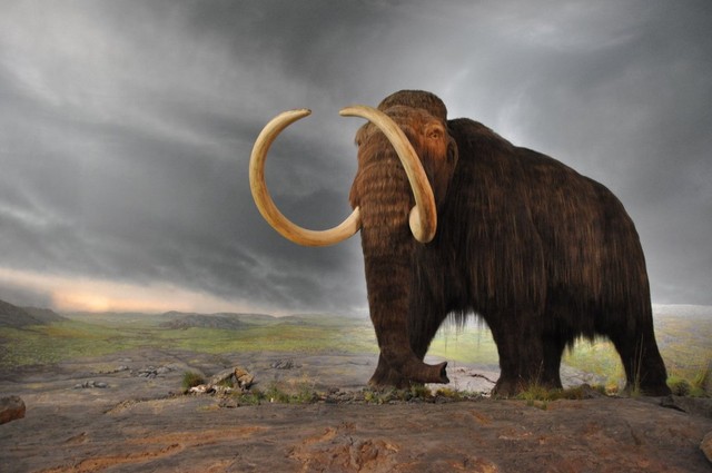 Why need to revive the mammoth