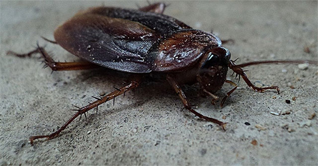 Why not expect to escape from cockroaches