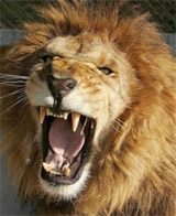 Why not take the lion's mane man?