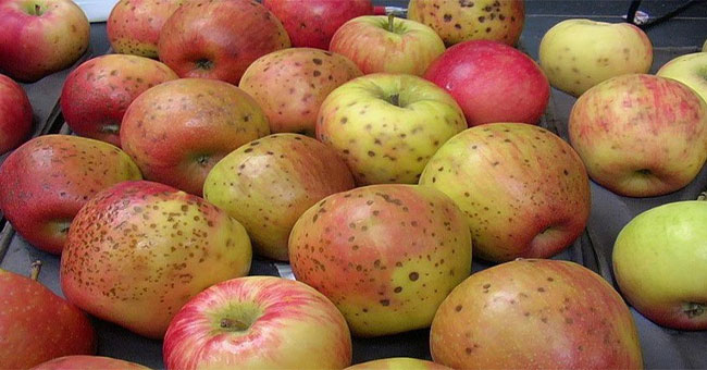 Why on the apple shell or pear or tiny dots appear?