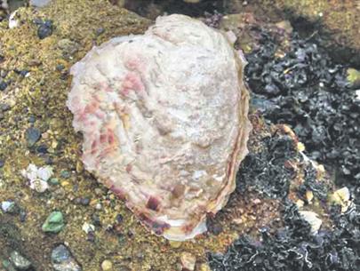 Why oysters clung to make?