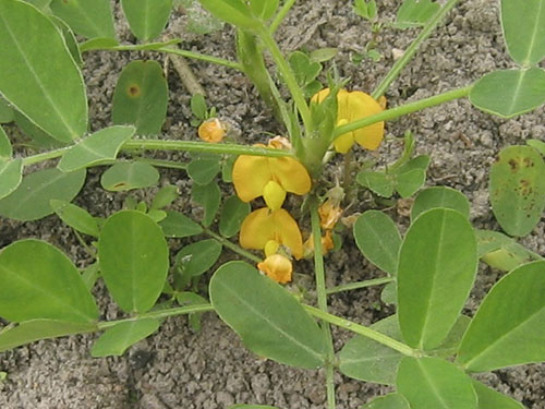 Why peanut leaves closed when it was dark