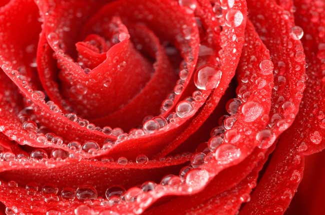 Why re-deposition on the flower dew?