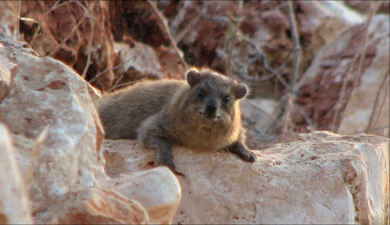 Why rock rabbits who like to live near?