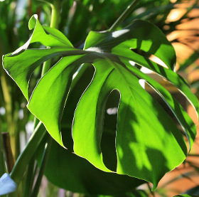 Why sawn wax leaves with holes?