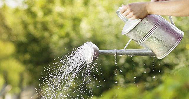 Why should not water the plants at noon summer?