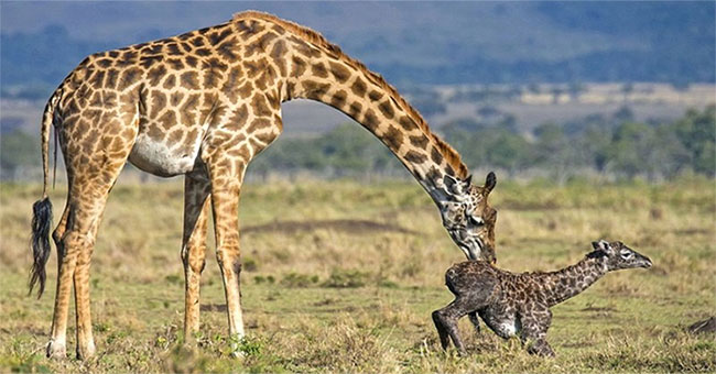 Why should young giraffes get up right at birth?