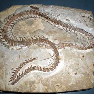 Why snakes do not have legs?