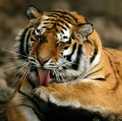 Why striped tiger skin?