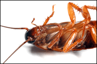 Why take the first cockroach is alive?