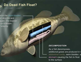Why the dead fish float?