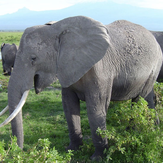 Why the roar of elephants ranged up to 10km?