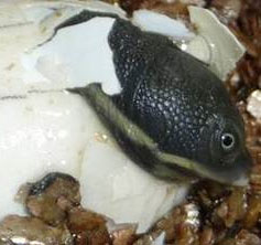 Why turtles hatch at the same time?