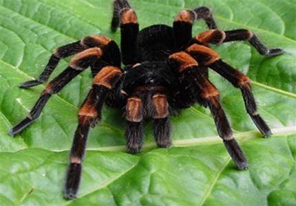Why women are afraid of spiders?