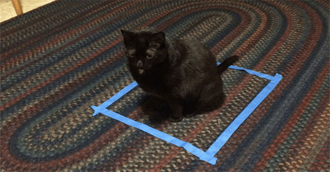 Why would the tape stick to a circle and the cat would sit obediently?