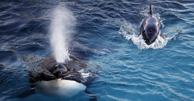 Wikie: The first human-speaking whale in human history