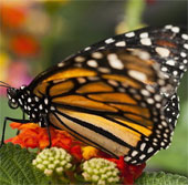 Wild animals are lost by humans